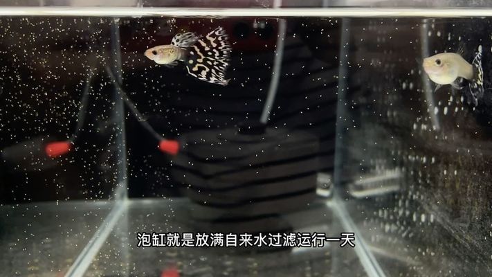 新鱼缸开缸前如何准备：新鱼缸开缸前准备工作 鱼缸百科 第4张