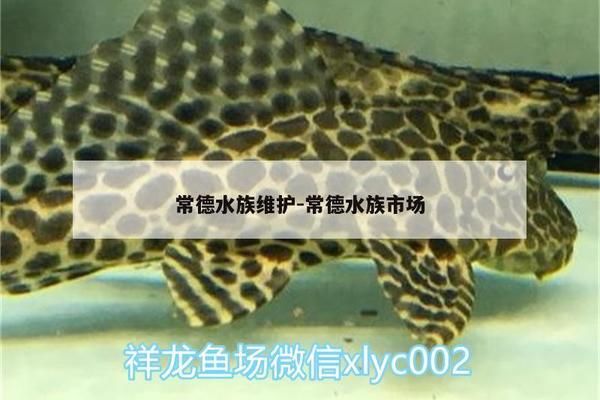 常德水族批发市场：常德市水果批发市场在哪里 全国观赏鱼市场 第7张