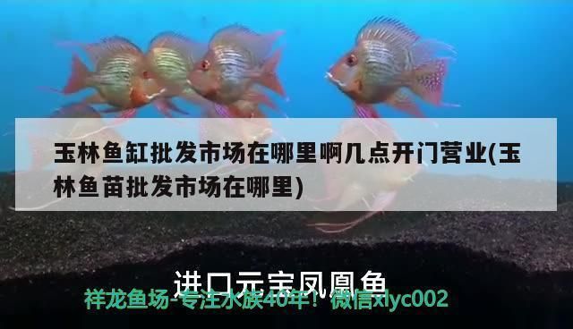 玉林水族批发市场：关于玉林水族批发市场 全国观赏鱼市场 第4张