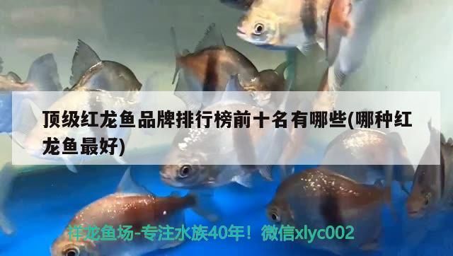 红龙鱼排行榜前十名品种有哪些名字：红龙鱼品种排行榜前十名品种 红龙鱼百科 第2张