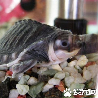 猪鼻龟的饲养环境饲养条件：猪鼻龟的饲养方法 猪鼻龟百科 第5张