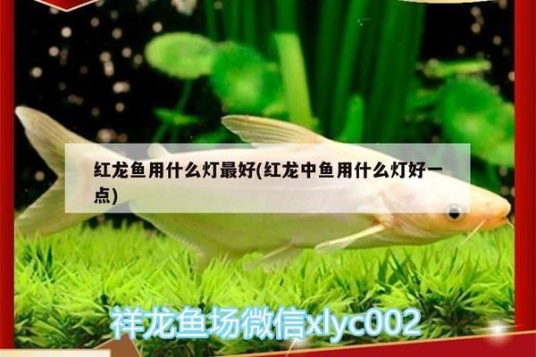 最好的红龙鱼专用灯具是什么：红龙鱼专用灯具品牌排行 红龙鱼百科 第5张