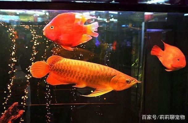 怒江傈僳族自治州龙鱼专卖店：云南怒江傈僳族自治州龙鱼专卖店(龙鱼专卖店 全国观赏鱼市场 第9张