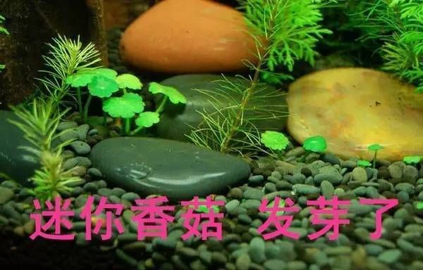 热带鱼缸水草种植技巧：热带鱼缸水草布局设计技巧， 鱼缸百科 第4张