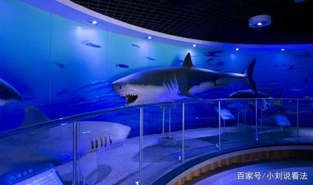 中国第一大水族馆：上海海洋水族馆 水族馆百科（水族馆加盟） 第2张