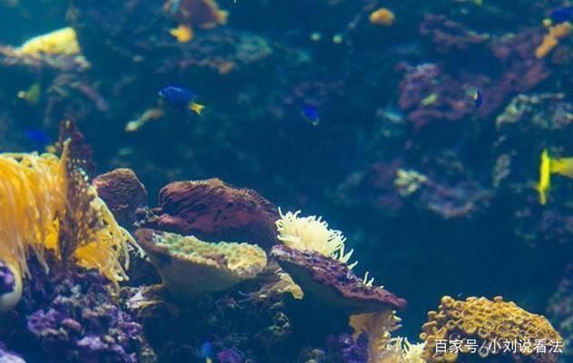 中国第一大水族馆：上海海洋水族馆 水族馆百科（水族馆加盟） 第3张