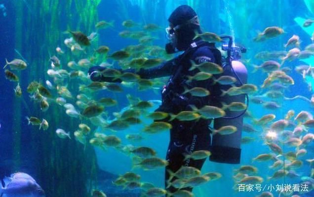 中国第一大水族馆：上海海洋水族馆 水族馆百科（水族馆加盟） 第4张