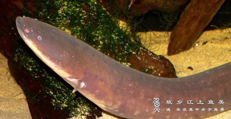 钓鱼生活银龙鱼怎么钓：钓银龙鱼需要什么样的装备？ 水族问答 第2张