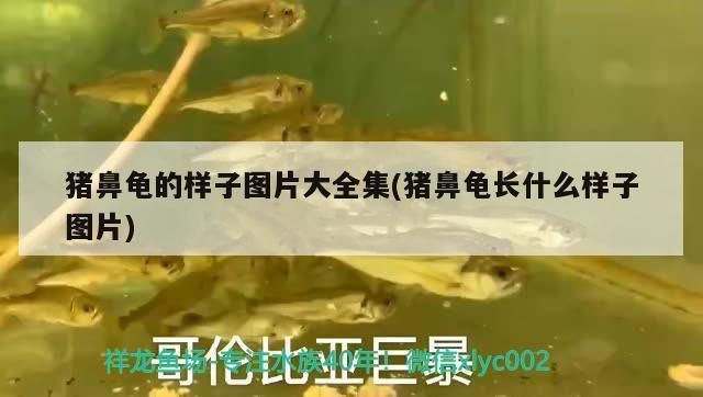 猪鼻龟长的快吗图片欣赏：猪鼻龟长得快吗图片大全视频教程 猪鼻龟百科 第9张