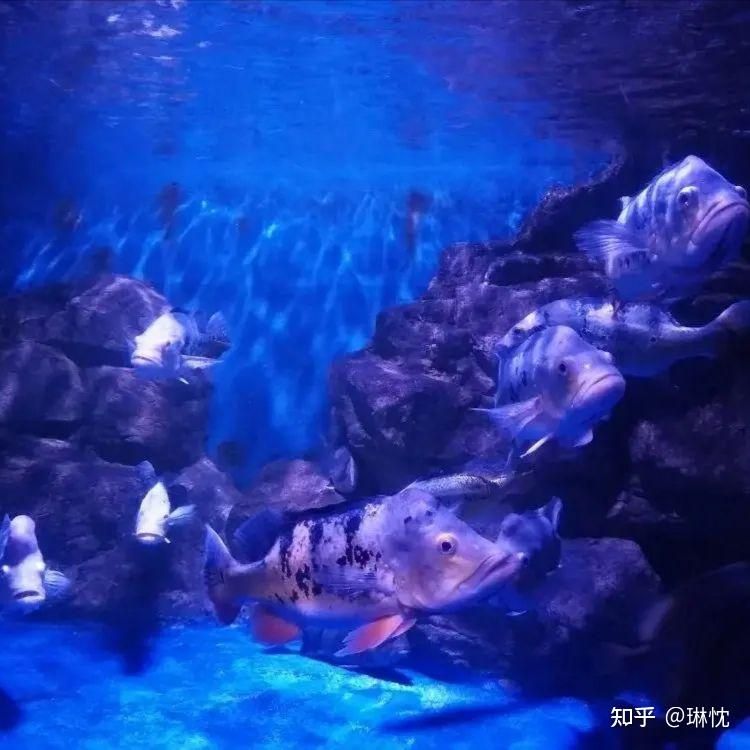 水族馆一年能赚多少钱人民币啊知乎：上海海洋水族馆一年能赚多少钱人民币的详细分析 水族馆百科（水族馆加盟） 第4张