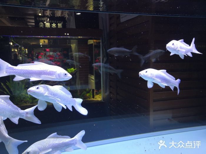 昆明水族批发市场：昆明水族批发市场在哪里 全国观赏鱼市场 第2张