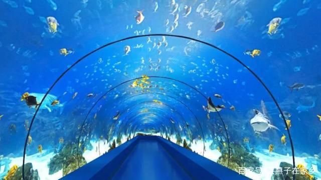 水族馆店铺里有什么动物：水族馆店铺的动物种类多样 水族馆百科（水族馆加盟） 第2张