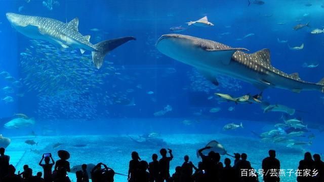 水族馆店铺里有什么动物：水族馆店铺的动物种类多样 水族馆百科（水族馆加盟） 第3张