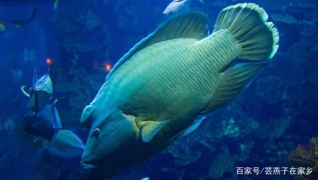 水族馆店铺里有什么动物：水族馆店铺的动物种类多样 水族馆百科（水族馆加盟） 第5张