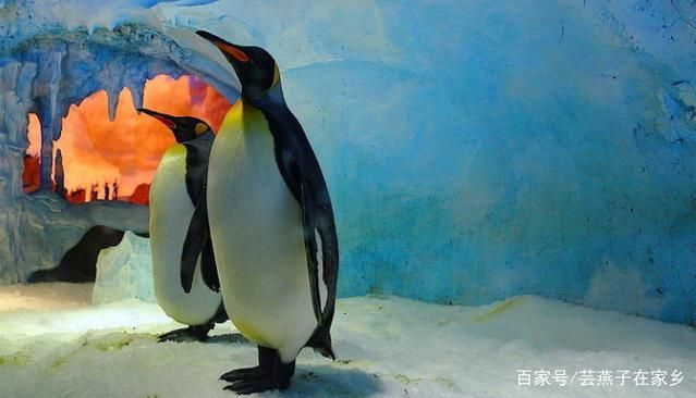 水族馆店铺里有什么动物：水族馆店铺的动物种类多样 水族馆百科（水族馆加盟） 第4张