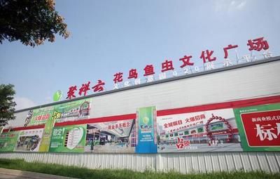 高档观赏鱼品牌建设：品高档观赏鱼品牌建设 观赏鱼百科 第4张