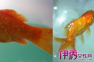 水族馆鱼缸制作方法：关于水族馆鱼缸制作方法的网站推荐 水族馆百科（水族馆加盟） 第4张