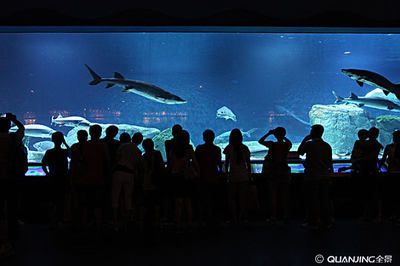 水族馆谁负责管理：水族馆的管理责任通常由水母馆或水族馆管理委员会承担