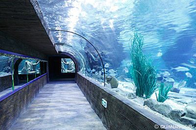 水族馆谁负责管理：水族馆的管理责任通常由水母馆或水族馆管理委员会承担