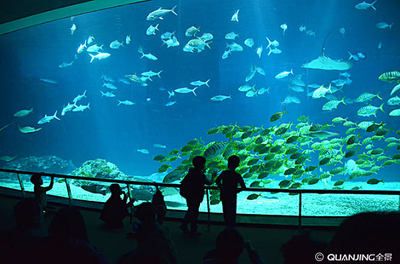 水族馆谁负责管理：水族馆的管理责任通常由水母馆或水族馆管理委员会承担 水族馆百科（水族馆加盟） 第4张