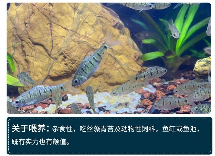 观赏鱼混养水质管理方法：观赏鱼混养水草选择指南 观赏鱼百科 第5张