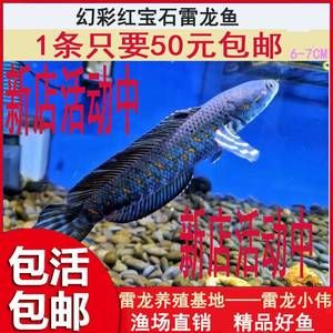 杜龙鱼功效：杜龙鱼有哪些健康益处？ 水族问答 第2张