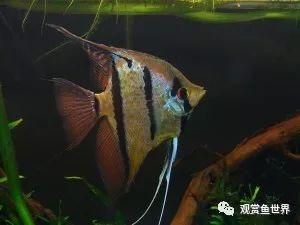 杜龙鱼功效：杜龙鱼有哪些健康益处？ 水族问答 第1张