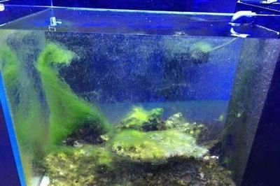 阜新水族批发市场：阜新水族批发市场在哪里 全国观赏鱼市场 第5张