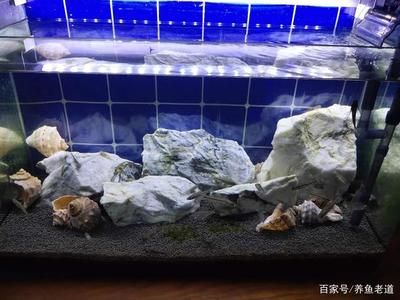 杜龙鱼是海的吗：关于杜龙鱼的问题 水族问答 第2张