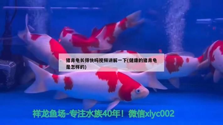 猪鼻龟长得快不快怎么看：猪鼻龟吃什么长得快 猪鼻龟百科 第6张