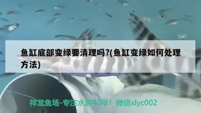 莆田鱼缸批发市场：莆田市鱼缸批发市场 全国观赏鱼市场 第9张