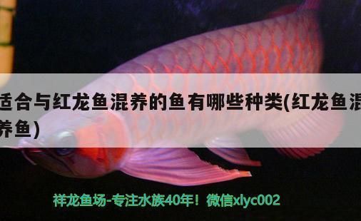 红龙鱼能混养吗怎么养好看：关于红龙鱼混养的一些详细信息 红龙鱼百科 第4张