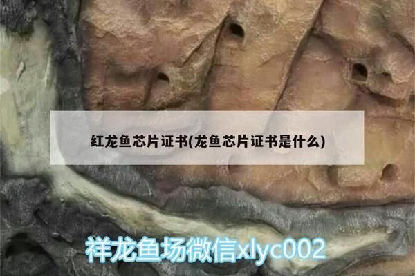 红龙鱼证书：关于红龙鱼证书的一些详细信息 红龙鱼百科 第4张