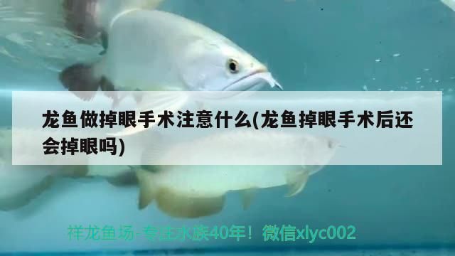 最有效防止红龙鱼掉眼睛的药：最有效防止红龙鱼掉眼的药是什么？ 红龙鱼百科 第2张