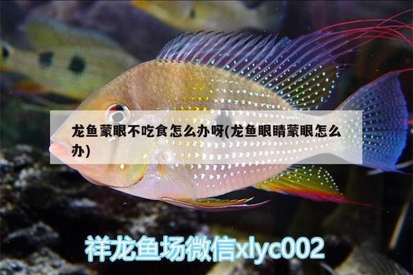 元宝凤凰鱼不吃食：元宝凤凰鱼不吃食可能是由多种因素引起的 元宝凤凰鱼百科 第1张