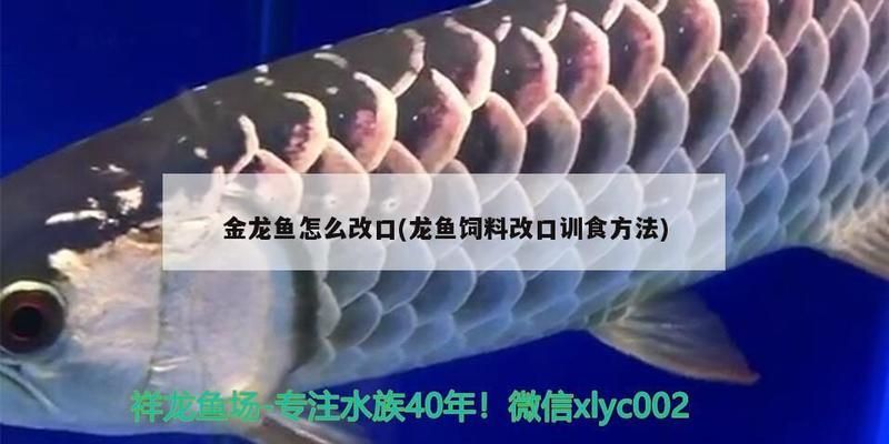 元宝凤凰鱼不吃食：元宝凤凰鱼不吃食可能是由多种因素引起的 元宝凤凰鱼百科 第3张