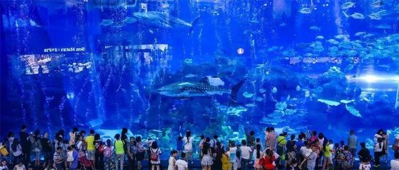 成都最大的水族馆在哪里：成都最大的水族馆