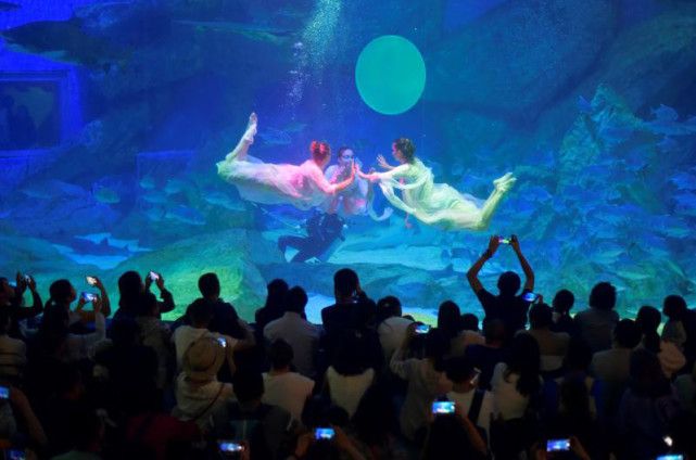 成都最大的水族馆在哪里：成都最大的水族馆 水族馆百科（水族馆加盟） 第4张