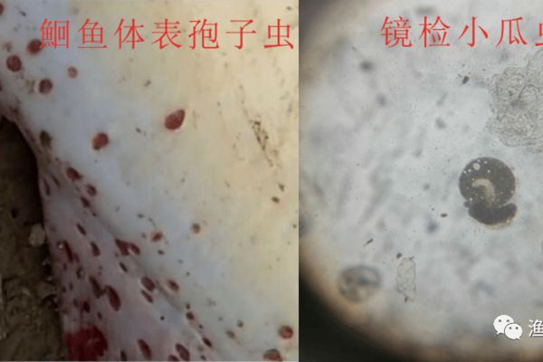 多大的龙鱼适合新手养：新手养鱼从哪种龙鱼开始，新手养鱼需要了解哪些基本知识 水族问答 第1张