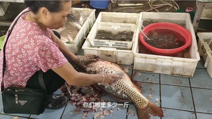 东莞水族批发市场：东莞水族批发市场在哪个位置东莞水族批发市场在哪个位置 全国观赏鱼市场 第7张