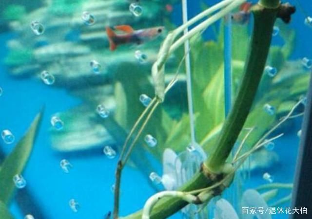 鱼缸内植物配置建议：鱼缸内的植物配置是提升观赏价值和水质净化关键的关键 鱼缸百科 第5张