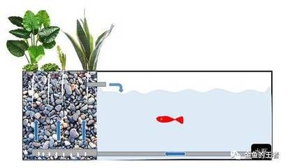 鱼缸氨氮循环建立时间：如何检测鱼缸硝化系统是否建立 鱼缸百科 第5张