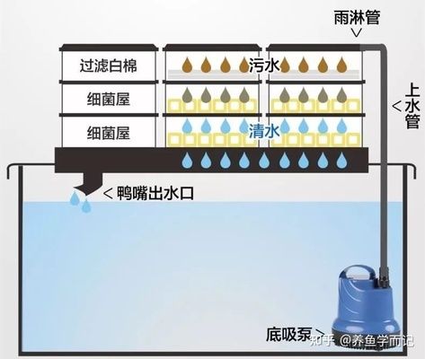 鱼缸氨氮循环建立时间：如何检测鱼缸硝化系统是否建立 鱼缸百科 第4张