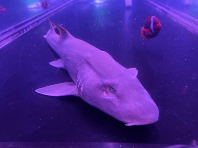 静海水族馆：上海浦东新区静静水族馆特色介绍,天津静海区安然水族馆购物指南 水族馆百科（水族馆加盟） 第2张