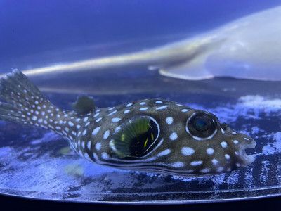 静海水族馆：上海浦东新区静静水族馆特色介绍,天津静海区安然水族馆购物指南 水族馆百科（水族馆加盟） 第5张