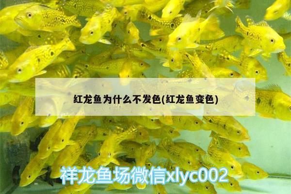 红龙鱼为什么不发色：红龙鱼不发色可能是由多种因素导致的，红龙鱼饲料选择指南