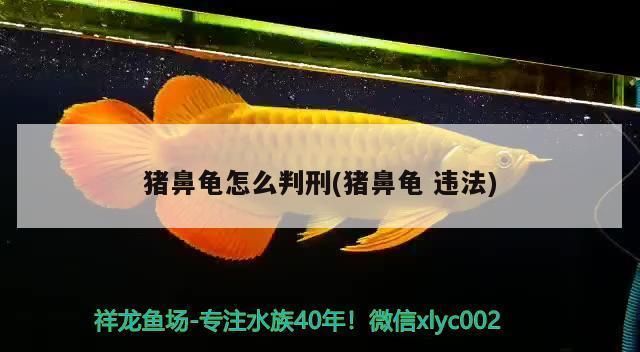 购买猪鼻龟判刑吗：购买猪鼻龟会判刑吗如果购买猪鼻龟会判刑吗 猪鼻龟百科 第3张