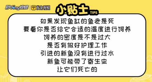 如何养鱼缸里的鱼：在鱼缸中饲养鱼类时，需要注意以下几个关键点，水质管理至关重要 鱼缸百科 第4张