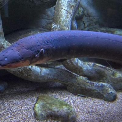 淮北水族批发市场：淮北水族市场怎么样 全国观赏鱼市场 第1张