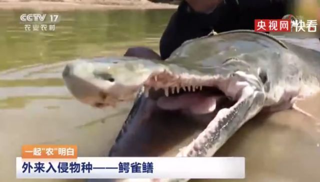 淮北水族批发市场：淮北水族市场怎么样 全国观赏鱼市场 第2张